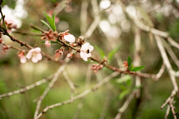 Delicadas flores rosadas em galho de árvore no campo