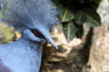Close up of a western crowned pigeon (goura cristata) with its beautiful blue feathers and a majestic crest on its head