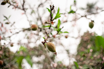 Close-Up of Young Peach Growing on Tree Branch in Springtime