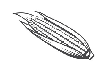 Monochrome Corn Cob with Husk and Kernel Detail on White