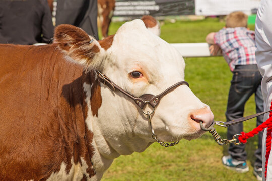 A Hereford bull on display at a traditional county show