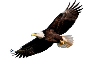 bald eagle isolated on white