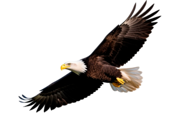 bald eagle isolated on white