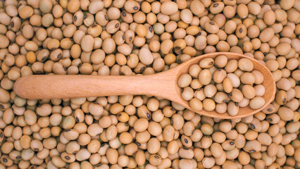 Closeup of raw soybeans in wooden spoon placed on a heap of soybeans. Useful for illustrating organic legumes, natural protein sources