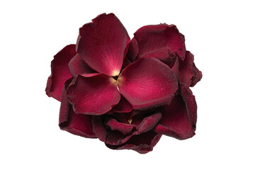 Dark red rose petals, close-up, detailed