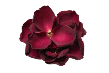 Dark red rose petals, close-up, detailed