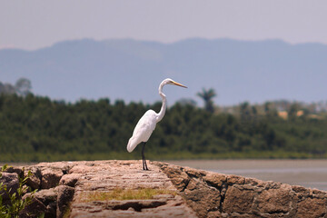 White heron looking out to sea over a stone wall. Beautiful restinga vegetation in the background.