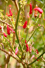 Chili pepper. Mature red chili plants growing on the plant.