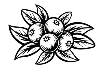 of Berries with Leaves on White Background Design