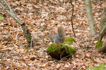 Gray Squirrel Foraging in Autumn Leaves