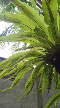 Close-up of Asplenium nidus plant with bright green wavy leaves forming a rosette shape, showcasing the tropical elegance of this popular ornamental fern.