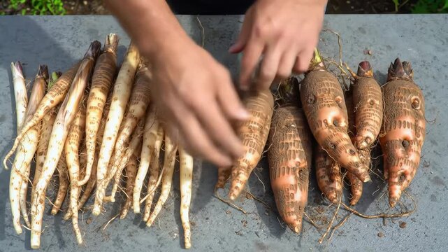 Comparing Ginseng Roots Two Types Shown SidebySide.