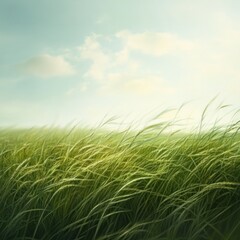 Fototapeta premium A field of swaying grass under a soft sky