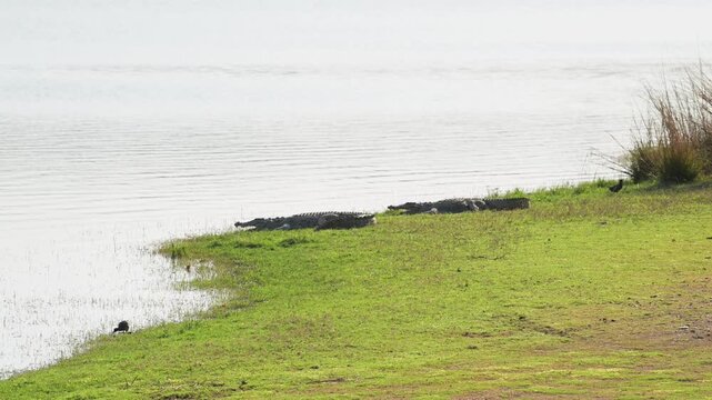 wide shot of Marsh crocodile or mugger or broad snouted crocodile Crocodylus palustris pair out of lake water in natural environment in winter season ranthambore national park forest rajasthan india