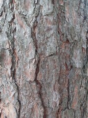 Close up detailed texture of pine tree bark with natural rough surface, cracks and layers for background or design