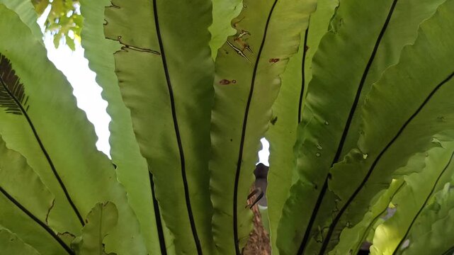 Close-up of Asplenium nidus plant with bright green wavy leaves forming a rosette shape, showcasing the tropical elegance of this popular ornamental fern.