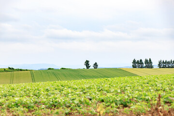 Tiered Green and Yellow Fields Under a Broad Summer Sky