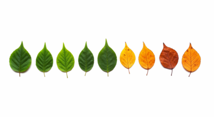 A natural progression of leaf colors from vibrant green to warm autumn hues, isolated on white