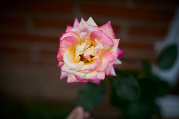 Beautiful pink and yellow rose in bloom. Blurred background. Dreamlike garden.