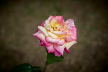 Beautiful pink and yellow rose in bloom. Blurred background. Dreamlike garden.