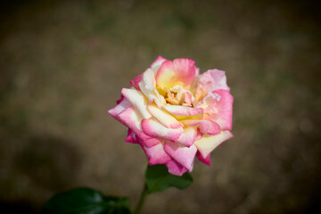 Beautiful pink and yellow rose in bloom. Blurred background. Dreamlike garden.