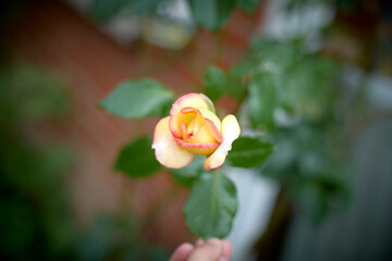 Beautiful pink and yellow rose in bloom. Blurred background. Dreamlike garden.