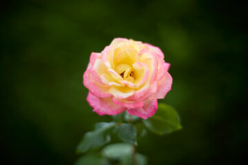 Beautiful pink and yellow rose in bloom. Blurred background. Dreamlike garden.