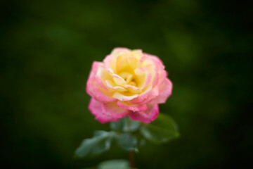 Beautiful pink and yellow rose in bloom. Blurred background. Dreamlike garden.