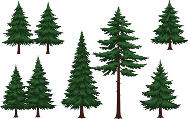 Collection of various evergreen pine and conifer trees with dark green needles and different shapes on a white background.