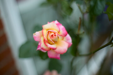 Beautiful pink and yellow rose in bloom. Blurred background. Dreamlike garden.