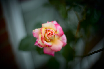 Beautiful pink and yellow rose in bloom. Blurred background. Dreamlike garden.