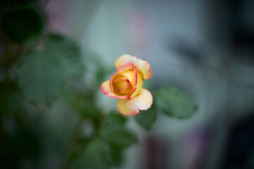 Beautiful pink and yellow rose in bloom. Blurred background. Dreamlike garden.