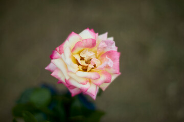 Beautiful pink and yellow rose in bloom. Blurred background. Dreamlike garden.