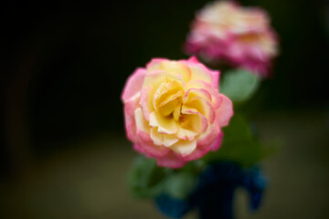 Beautiful pink and yellow rose in bloom. Blurred background. Dreamlike garden.