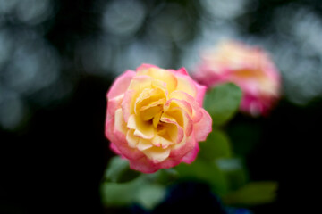 Beautiful pink and yellow rose in bloom. Blurred background. Dreamlike garden.