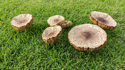 Natural Growth of Unique Mushrooms on Lush Green Grass Surface