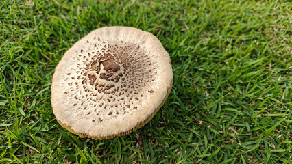 Close-Up of a Unique Mushroom on Lush Green Grass Surface