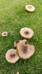 Unique Mushroom Growth on Lush Green Grass in Natural Setting