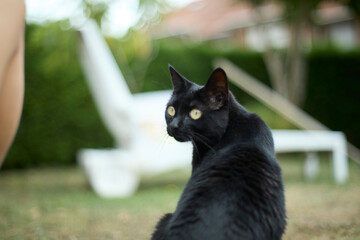 Cute black kittten looking something