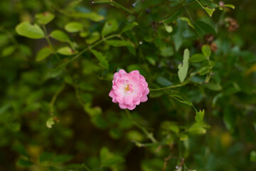 Beautiful pink small rose in bloom. Blurred background. Dreamlike garden.