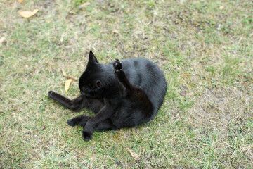 Black cat liking itself