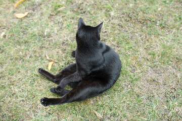 Black cat sitting on the grass