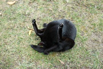An adorable black cat licking its anus