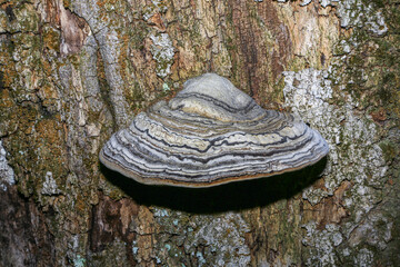 Image of tinder fungus (Fomes fomentarius), which attacks trees, especially beech, and causes white rot on the tree.
