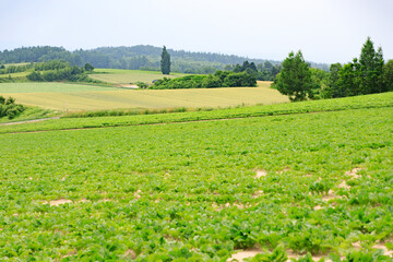 Patchwork of Growth: Rolling Fields and Forested Hills Under Soft Overcast Light, Hokkaido, Japan