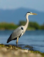 Fototapeta premium Grey heron stands by water's edge, light gray plumage, long neck and beak, watchful gaze