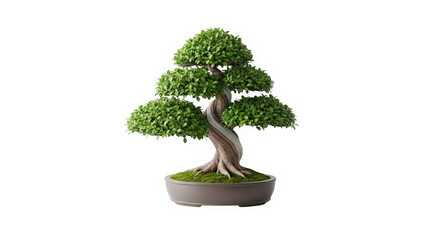 Bonsai tree with green foliage in decorative pot on white background  