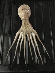 Musky octopus Isolated. Eledone moschata close up. A mediterranean spieces of octopuses. An octopus's suction cups.