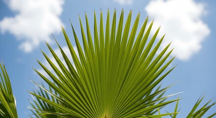 Palm Frond Against a Blue Sky with Clouds.