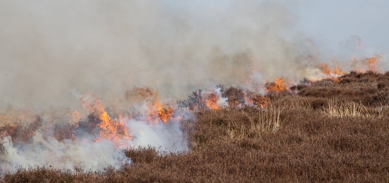 Heather burning on the North York Moors, important grouse moor management. New shoots will grow from the burnt heather and provide food for young birds
